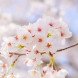 2月3月限定キャンペーン!10%買取UP!